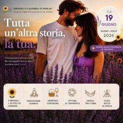 campi di girasoli e lavanda