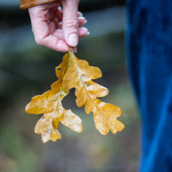 Autumn Oak Leaves in hand