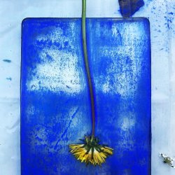 dandelion on a Gelli plate