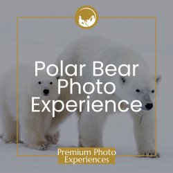Premium Polar Bear Photo Experience