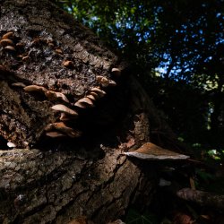 Wild Weekend  - Medicinal Mushrooms  - with Tasha Stevens-Vallecillo