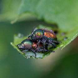 Pest Management Workshop