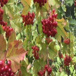 Worcestershire Summer Wild Food Foraging Course/Walk