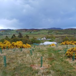 Walking and Talking Trees with Fran and Mark of Reidchalmai Croft, Nr Rogart, Sutherland