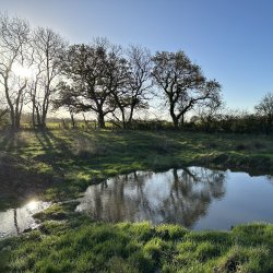 Heal wetlands