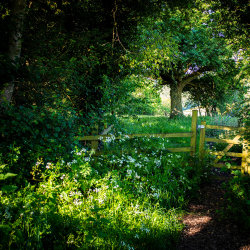 Woodland Yoga and Relaxation Retreat