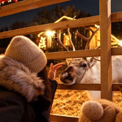 Exclusive Reindeer Experience 2026