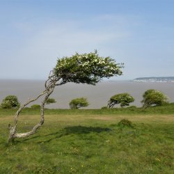 Botanical Skills NI: The Hawthorns (Crataegus) of Britain and Ireland, with Cameron Crook