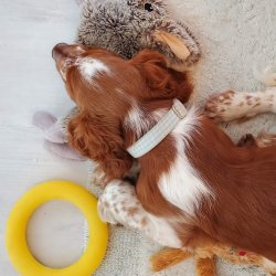 Puppy Preschool