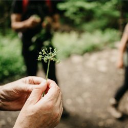 Weekday Woodland Foraging Walk