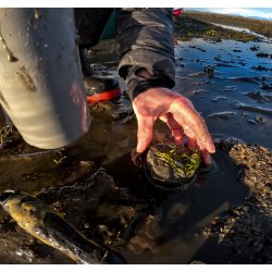 A close up of a hand planting a core of seagrass with a section of pipe visible to the side.