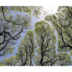 Looking up from below, we see the canopy of a forest and how the branches collaborate to share the space meaing they all have access to the light they need.