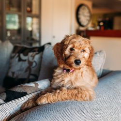 House Rules: Boundaries & Limits for Everyday Living