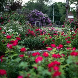 Hats Off to Roses - It's a Grand Old Flag!