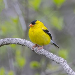 American goldfinch perched on a tree brand.