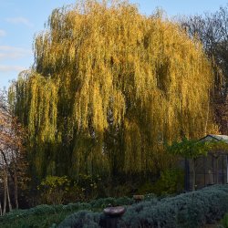 OmVed Gardens: November Open Day