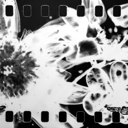 T25. Handmade Negatives: Tracing Light by Hand with Ergül Karagözoğlu