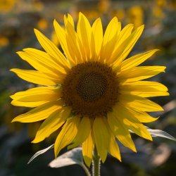 Qigong in the Sunflowers with Sue Hall