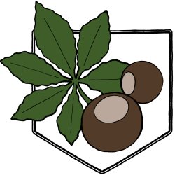 A buckeye leaf with two buckeyes in front of a white pentagon