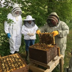 A BEES & BEEKEEPING EXPERIENCE