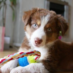 Puppy Academy