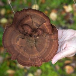 Guided Fungi Foray and Wild Food Picnic, hosted by Mark Williams (Galloway Wild Foods)