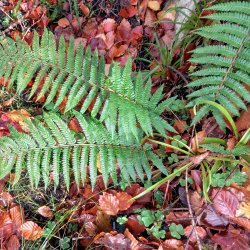 Soft-shield fern (Polystichum setiferum) at Slish Wood, Co Sligo