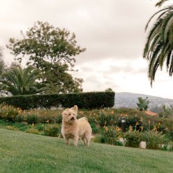 Dog Days of Summer