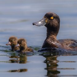 A parent duck swims with two ducklings - it looks tired!
