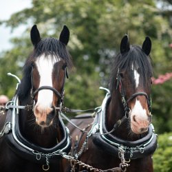 Acton Scott Heritage Farm logo with a pair of heavy horses ploughing a field