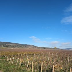 A Red & White Burgundy Tasting