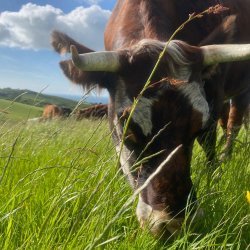 10kg Henbant Beef Bag - Pasture and Woodland Fed Chemical Free Beef