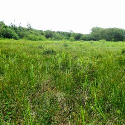 Crag Bank Nature Reserve Invertebrate Recording Day Visit 2