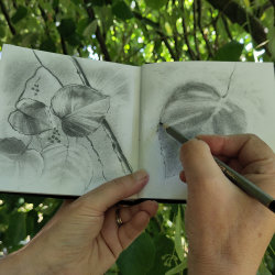 Sketching workshop: Contrast in Nature - free community event