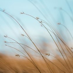 https://unsplash.com/photos/focus-photography-of-brown-plants-tQF8FCNYNrk?utm_source=unsplash&utm_medium=referral&utm_content=creditShareLink