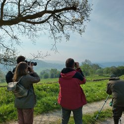 Summer Butterfly & Bird Walk