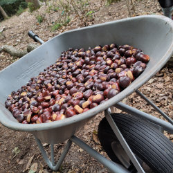 Herfst-werkdag: Kastanjes rapen