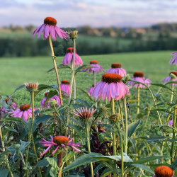 Dem Leben Raum geben. Tiroler Biodiversitäts-Award 2026