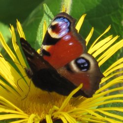 Gardening for Biodiversity