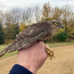 Boothby Bird Ringing Demonstration