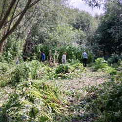 Himalayan balsam pulling- Centenary Riverside