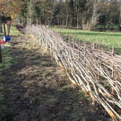 Hedgelaying at River Park