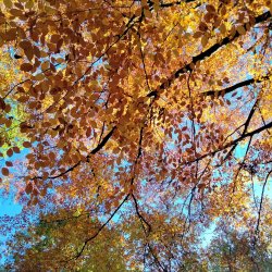 View of autumn tree canopy
