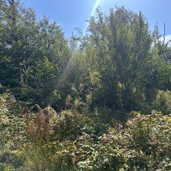 Welsh Rewilding Alliance Get togther - All Welcome     Cyfarfod Cynghrair Ail-wylltio Cymru – Croeso i bawb
