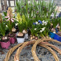 Create a spring living wreath