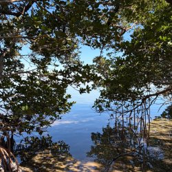 World Mangrove Day Pop-Up
