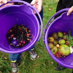 two purple buckets with foraged fruit in them - apples, black berries, rosehips and rowan berries