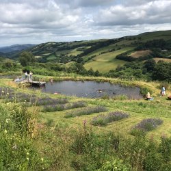 Sign pointing to Lavender Farm with countryside in the background