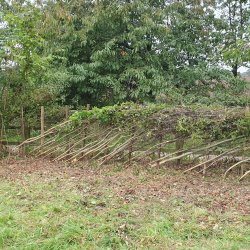 Hedgelaying on Wirral Way (Parkgate).