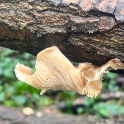 fungi on the underside of a piece of fallen tree
